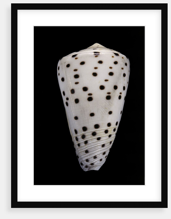 Conus eburneus by Anonymous