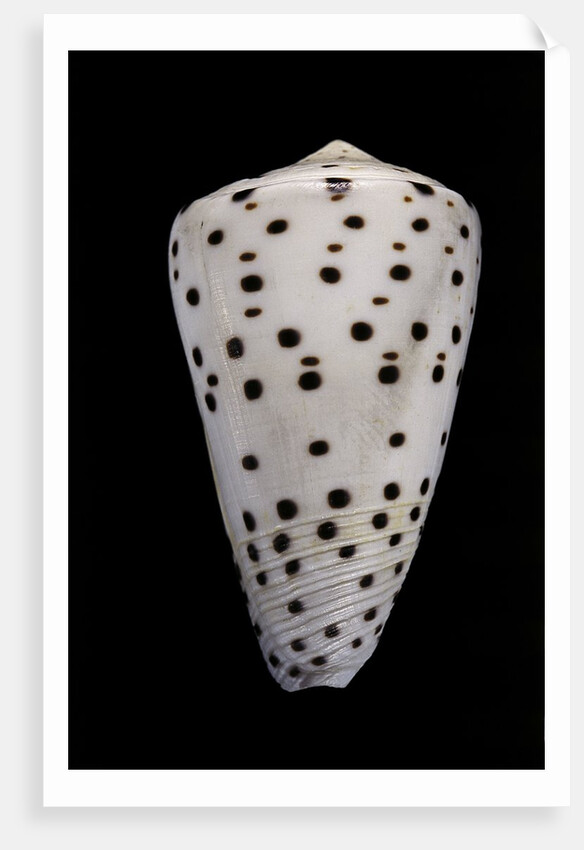 Conus eburneus by Anonymous