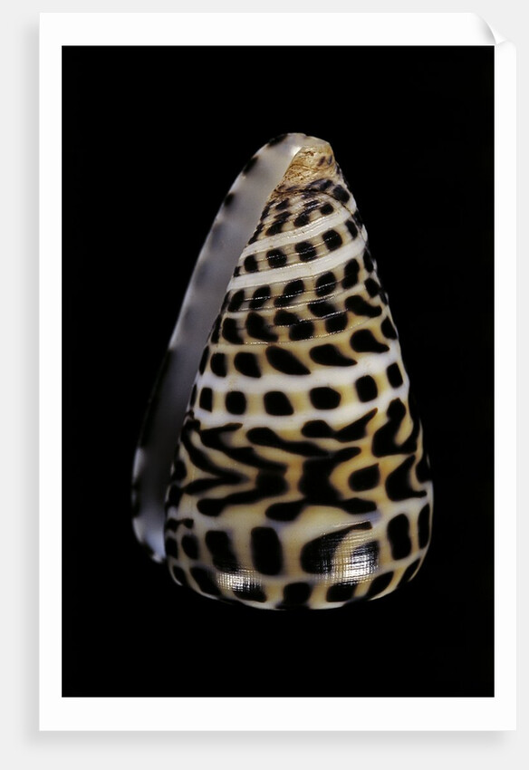 Conus eburneus polyglotta by Anonymous