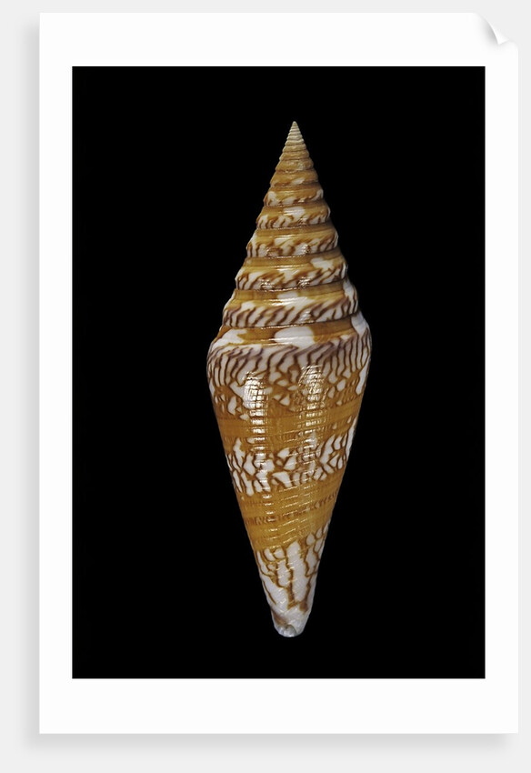 Conus excelsus by Anonymous