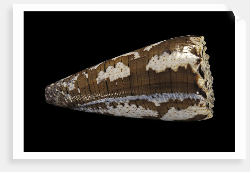 Conus fuscatus by Anonymous