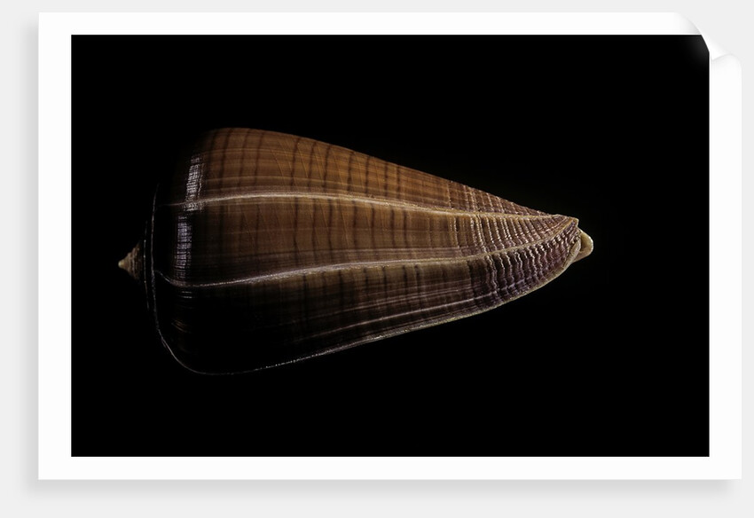 Conus sanguinolentus by Anonymous