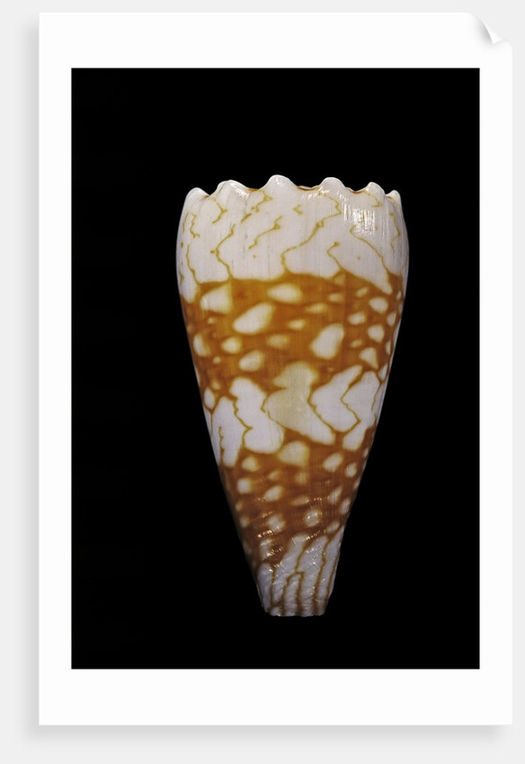Conus vidua by Anonymous