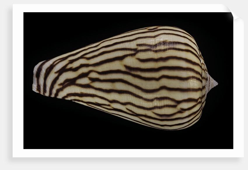 Conus zebroides by Anonymous