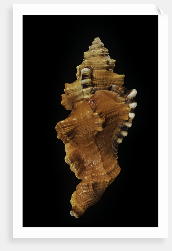 Cymatium lotorium by Anonymous