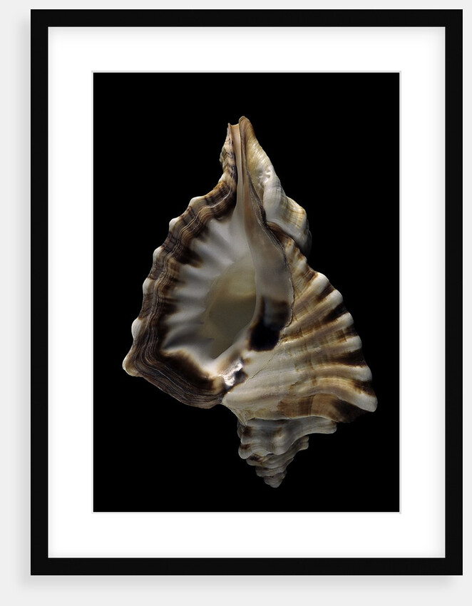 Cymatium ranzanii by Anonymous