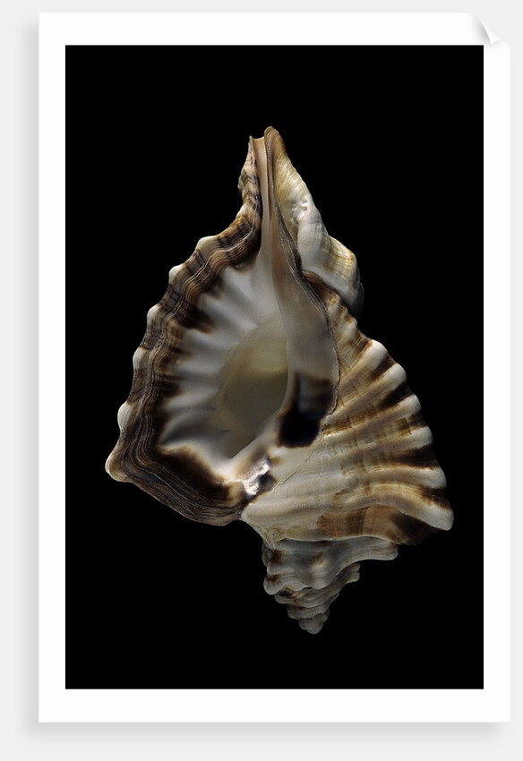 Cymatium ranzanii by Anonymous