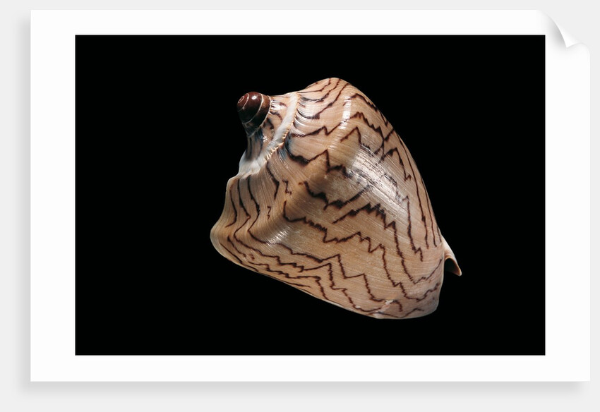 Cymbiola nobilis by Anonymous