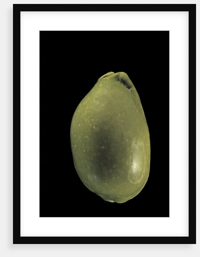 Cypraea arabica by Anonymous
