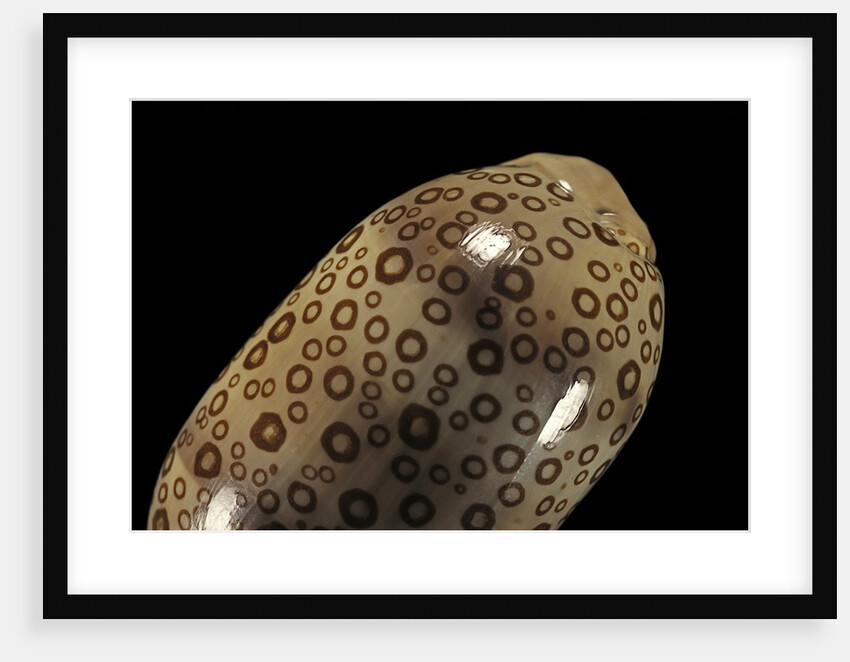 Cypraea argus by Anonymous