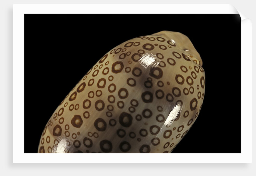 Cypraea argus by Anonymous