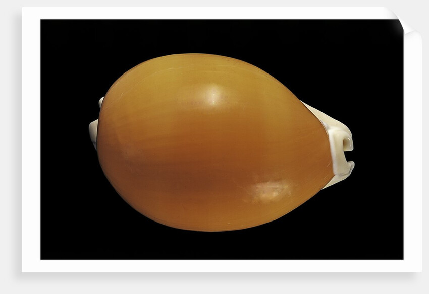 Cypraea aurantium by Anonymous