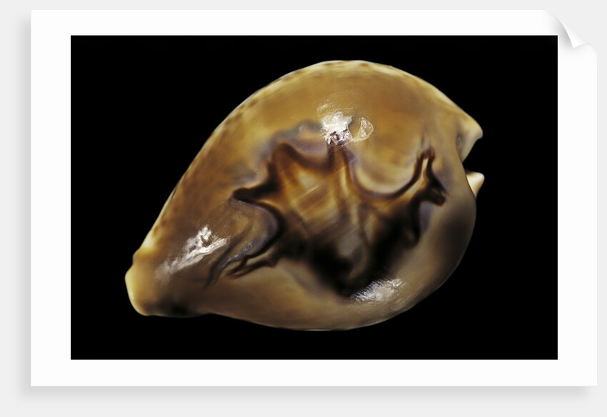 Cypraea fultoni by Anonymous