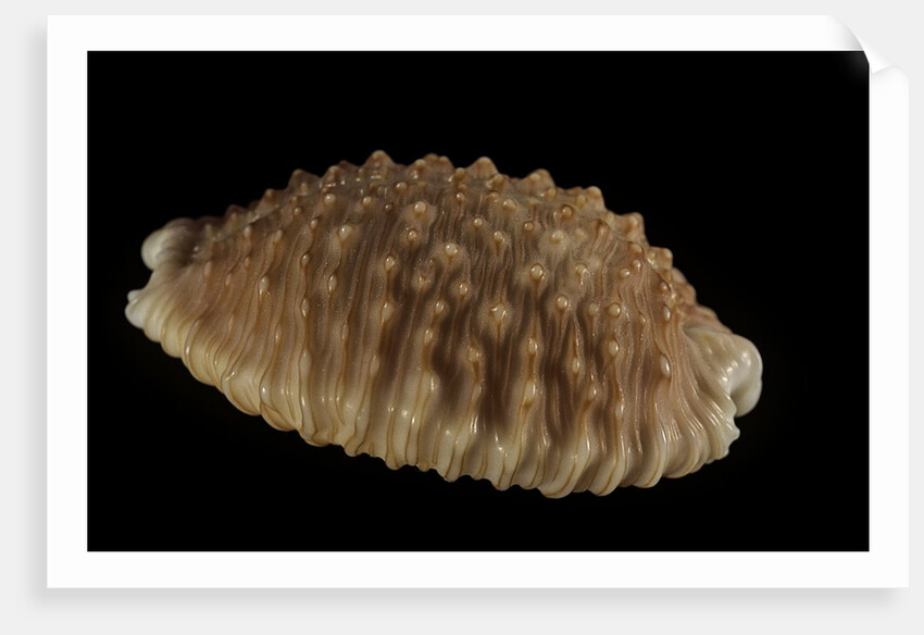 Cypraea granulata by Anonymous