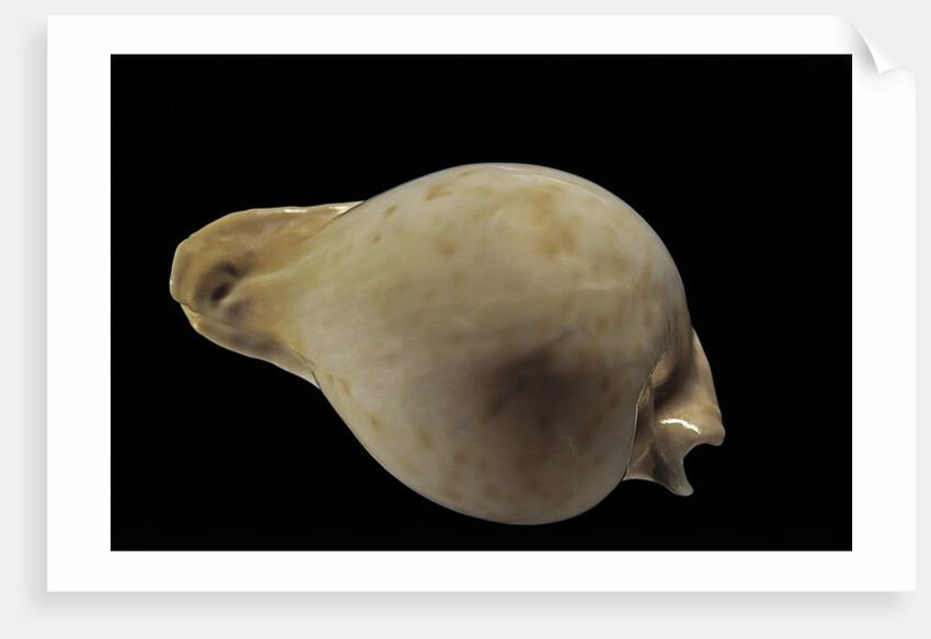 Cypraea hesitata by Anonymous