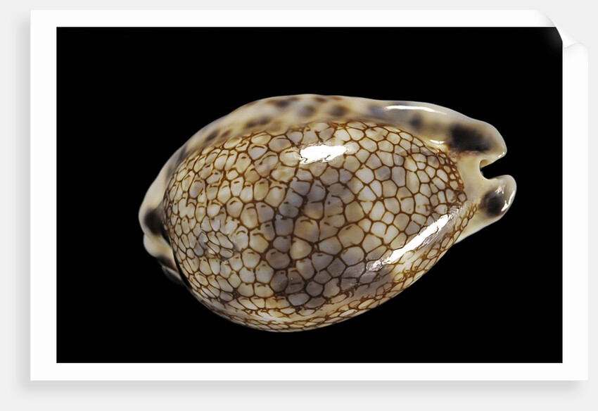 Cypraea histrio by Anonymous