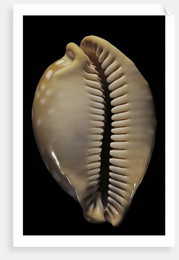Cypraea leucodon by Anonymous