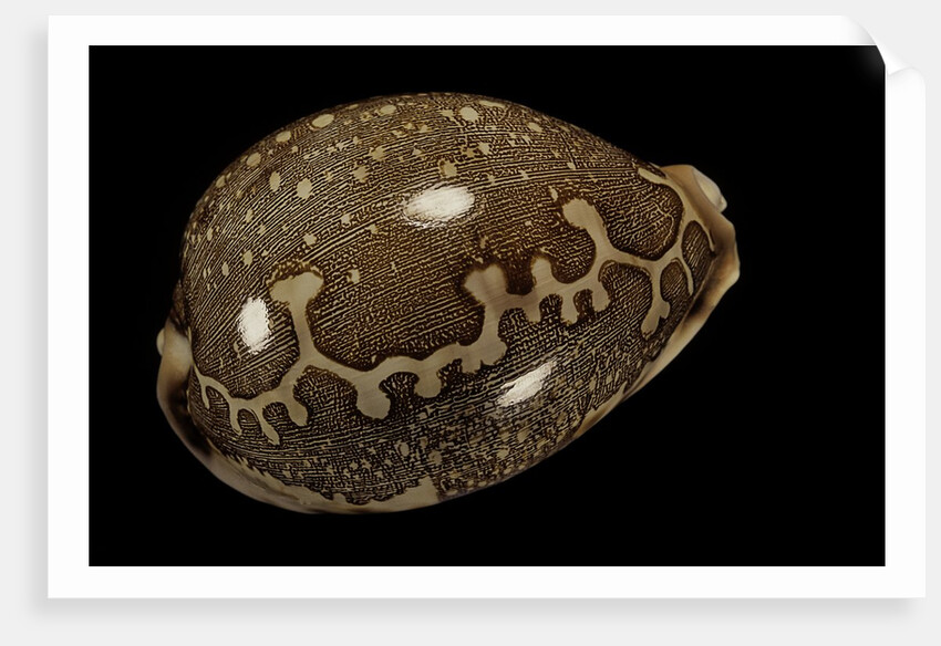 Cypraea mappa by Anonymous