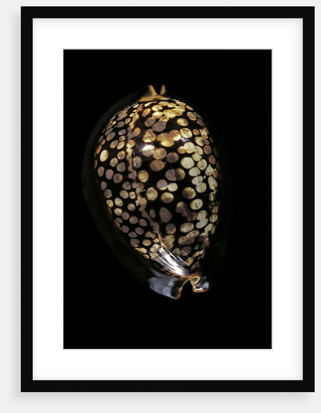 Cypraea mauritiana by Anonymous
