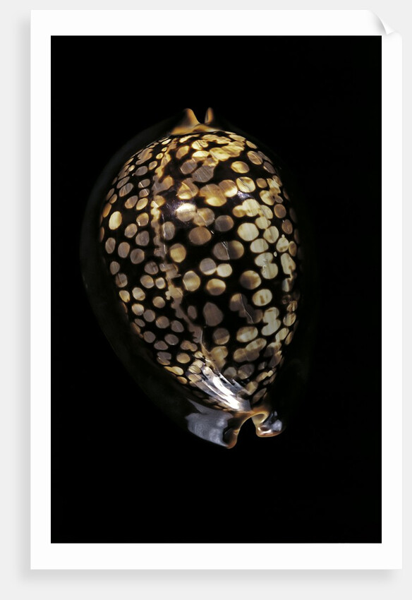 Cypraea mauritiana by Anonymous