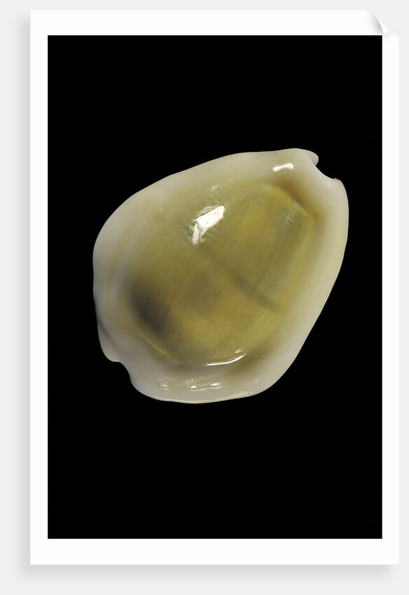 Cypraea moneta by Anonymous