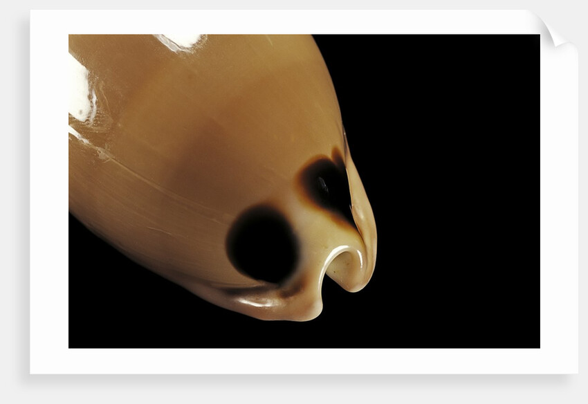 Cypraea pulchra by Anonymous