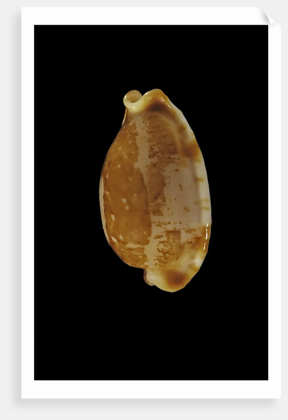 Cypraea stolida by Anonymous