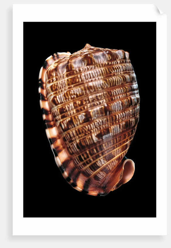 Cypraecassis tenuis by Anonymous