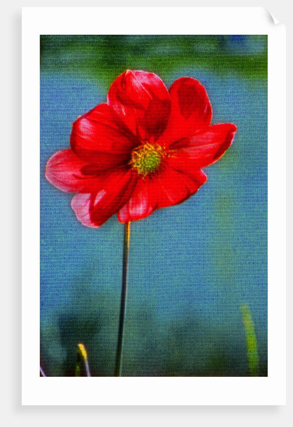 Red Flower by Anonymous