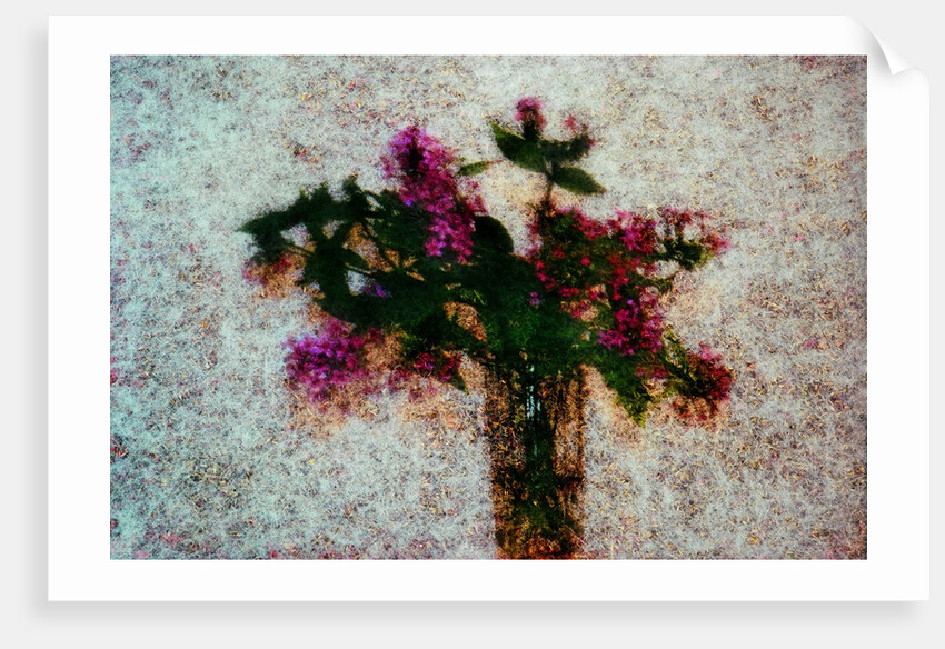 Flower Pot by Anonymous