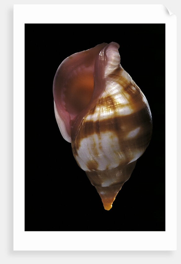 Euthria rolani by Anonymous