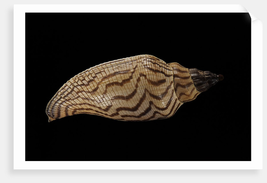 Fulgoria rupestris by Anonymous