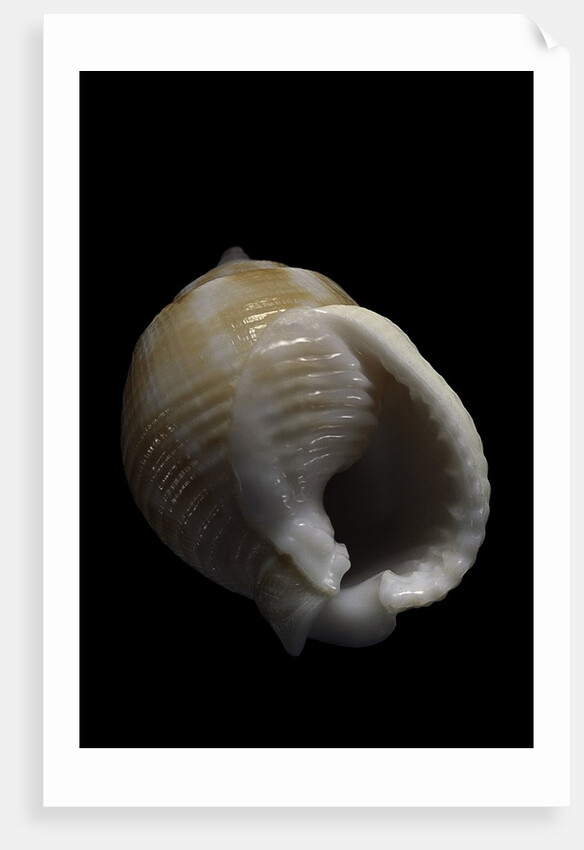 Demoulia obtusata by Anonymous