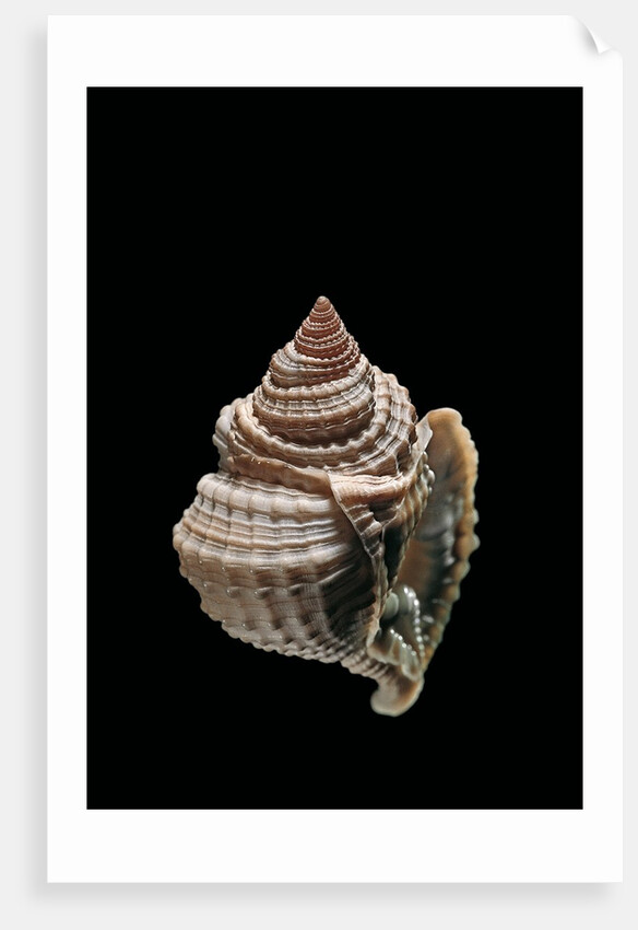 Distorsio decipiens by Anonymous