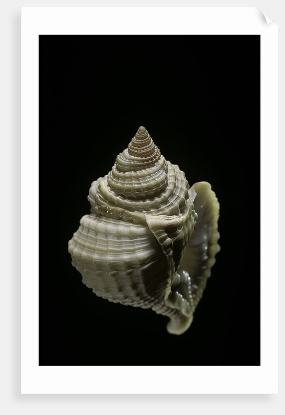 Distosio decipiens by Anonymous