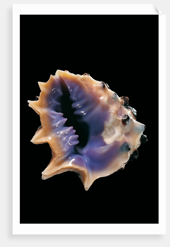 Drupa morum by Anonymous