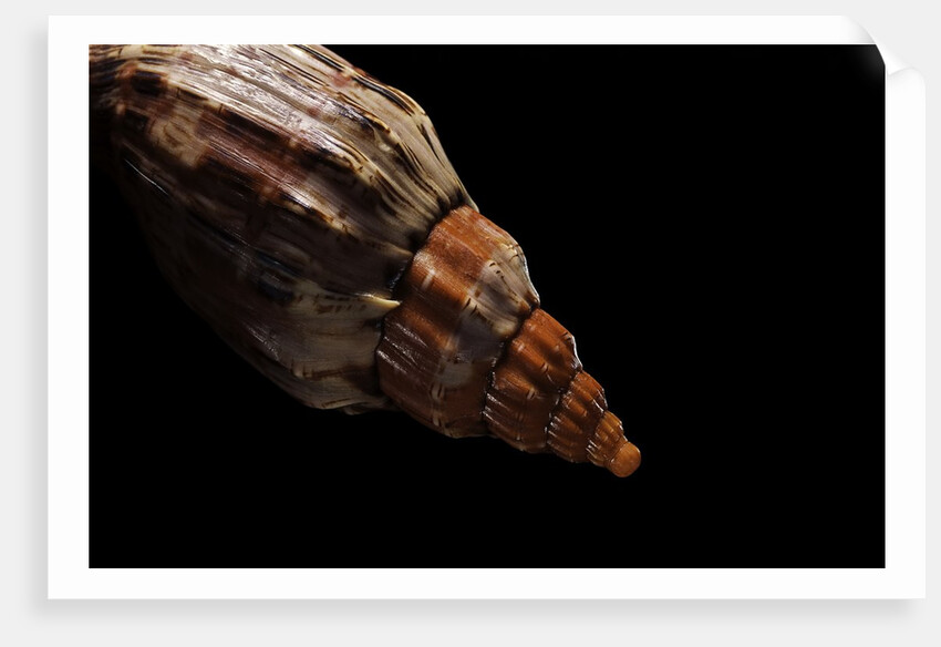 Festilyria festiva by Anonymous