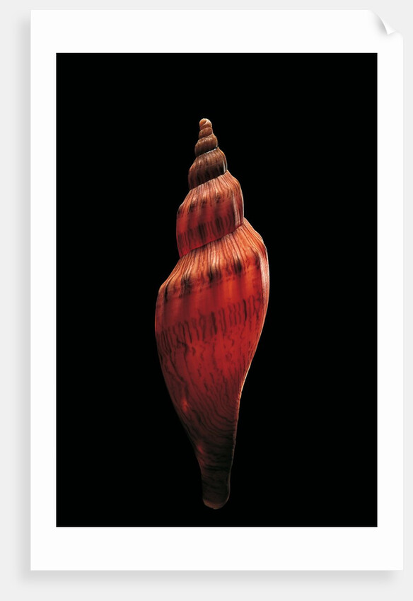 Fulgoria concinna corrugata by Anonymous