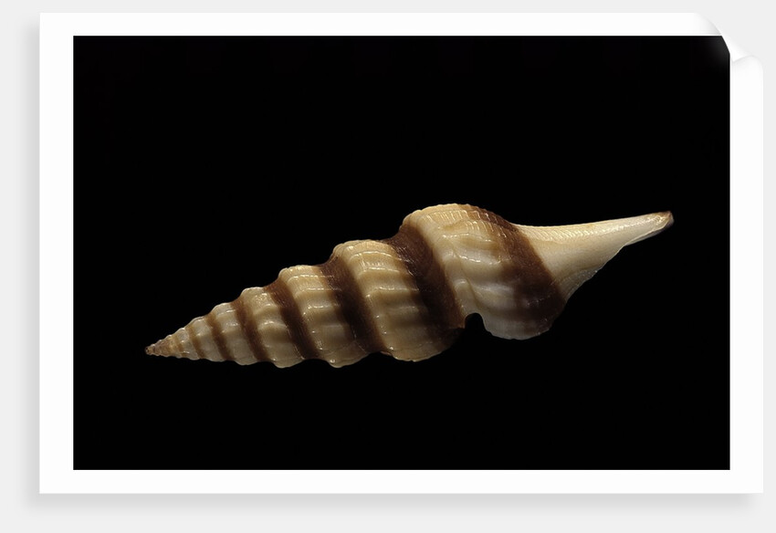 Fusiturris undatiruga by Anonymous