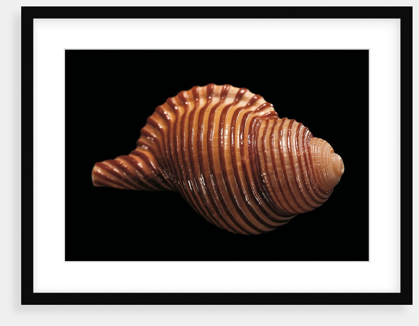 Galegna clandestina by Anonymous