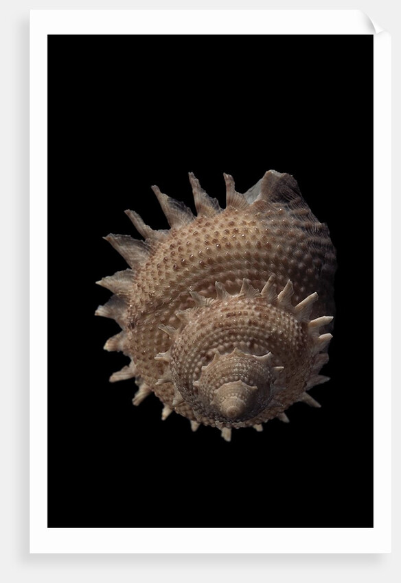 Galeoastraea millegranosa by Anonymous