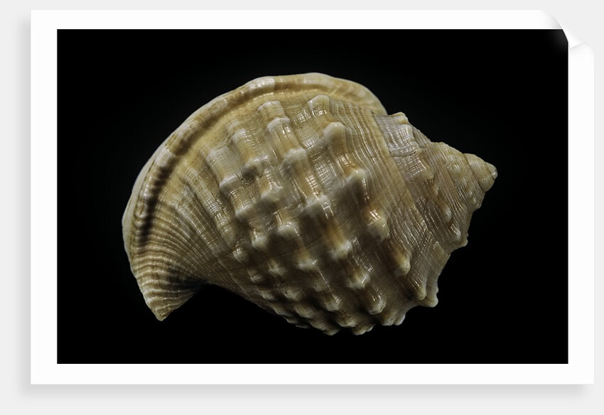 Galeodea echinophora by Anonymous