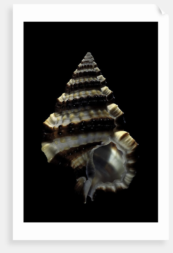 Gyrineum gyrinum by Anonymous