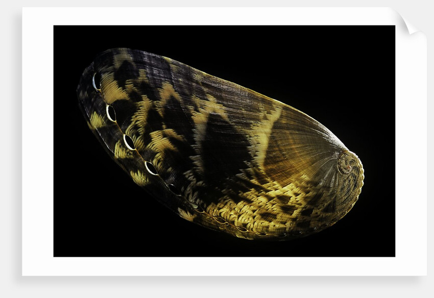 Haliotis asinina by Anonymous