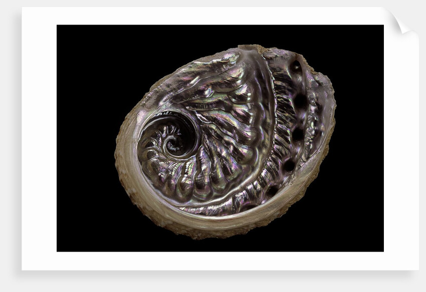 Haliotis scalaris by Anonymous