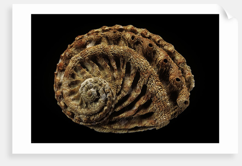 Haliotis scalaris by Anonymous