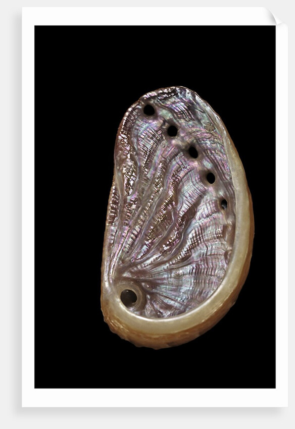 Haliotis tuberculata by Anonymous