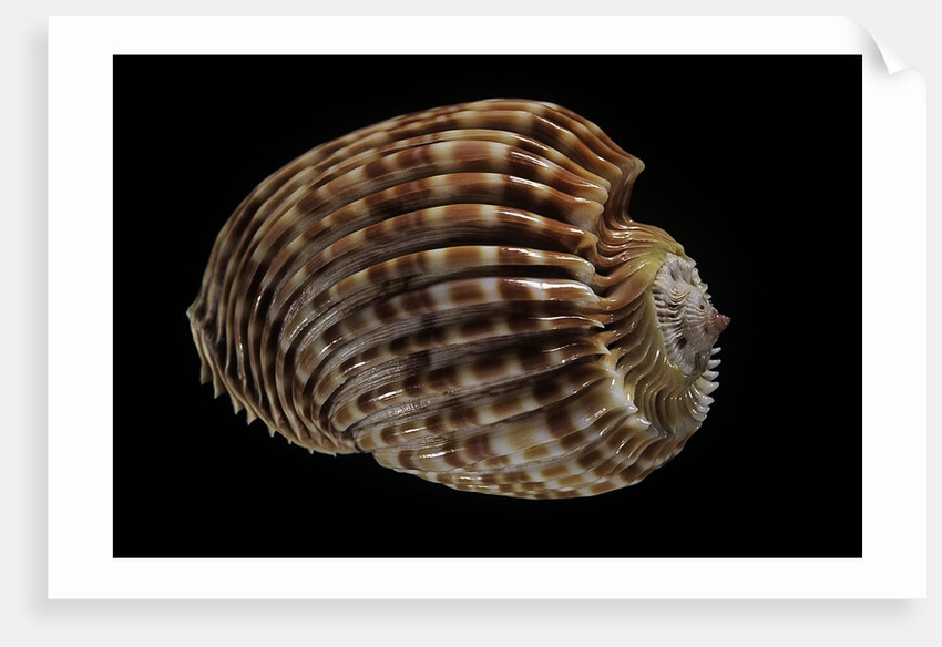 Harpa costata by Anonymous