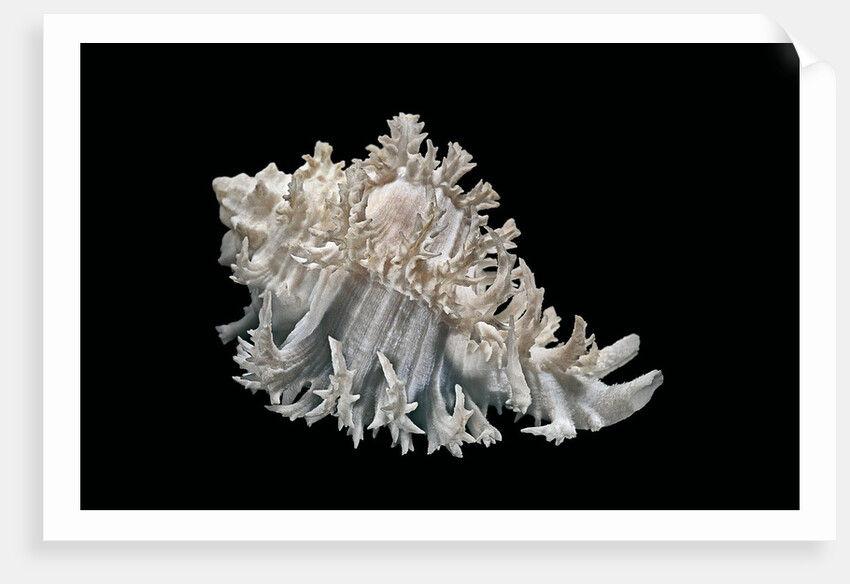 Hexaplex cichoreus by Anonymous