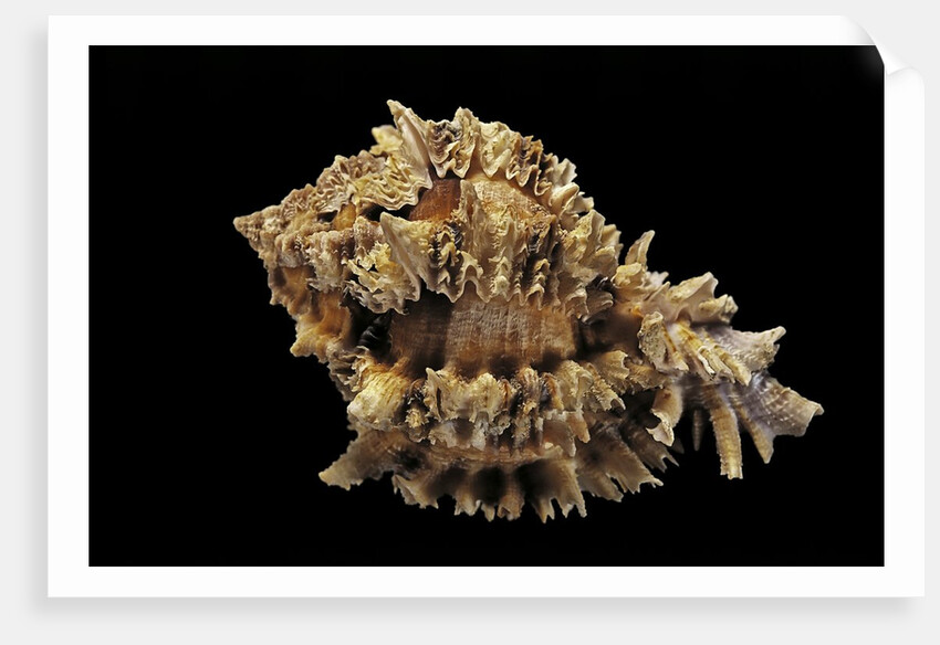 Hexaplex regius by Anonymous